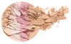 Wet N Wild Megaglo Illuminating Blush Palette Catwalk Pinkblush And Highlighter Makeup