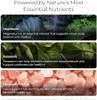 Livingood Daily Electrolytes Powder 30 Servings  Hydration Drink Mix Himalayan Pink Salt Magnesium Potassium Chloride Sodium  No Sugar Electrolyte Supplement