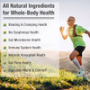 Ascuoli Prebiotics and Probiotics - 300 Billion CFU 24 Probiotic+15 Herbs
