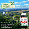 FITO MEDIC'S Lab  Gotu Kola  Centella Asiatica  180 Capsules