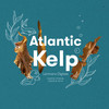 REN Atlantic Kelp Hand Lotion 300ml