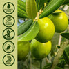 Nature's Answer Olive Leaf 2 oz