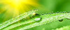 PeaPure 30 caps PEA Dietary Supplement