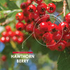 Organic Hawthorn Berry 1000mg - Pure & Potent Powder - Certified Organic, Non GMO, Gluten Free, Halal - 120 Vegan Capsules