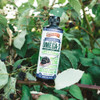 Barleans Seriously Delicious Blackberry Smoothie from Flax Oil with 2968 mgs of Omega3  Vegan AllNatural Fruit Flavor NonGMO Gluten Free  16Ounce