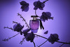Victorias Secret Very Sexy Orchid 3.4 Oz Eau de Parfum