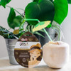 Yes To Coconut UltraHydrating Moisturizing Mud Mask  Single Use  For Dry Skin  Coconut Oil and Kaolin Clay To Hydrate and Smooth Skin