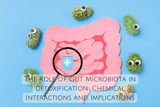 The Role of Gut Microbiota in Detoxification: Chemical Interactions and Implications