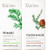 Gya Labs Hinoki Essential Oil For Skin & Cedarwood Oil For Hair Set - 100% Natural Aromatherapy Grade Essential Oils Set - 2X0.34 Fl Oz - Gya Labs Gya Labs Hinoki Essential Oil For Skin & Cedarwood Oil For Hair Set - 100% Natural Aromatherapy Grade Essential Oils Set - 2X0.34 Fl Oz - Gya Labs