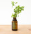 Doterra - Marjoram Essential Oil 15 Ml