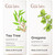 Gya Labs Tea Tree Oil For Skin and Oregano Oil Essential Oil For Skin Set Aromatherapy Grade Essential Oils Set 2X0.34 Fl Oz Gya Labs Gya Labs Tea Tree Oil For Skin and Oregano Oil Essential Oil For Skin Set Aromatherapy Grade Essential Oils Set 2X0.34 Fl Oz Gya Labs