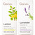 Gya Labs Lemon Essential Oil For Diffuser and Lavender Oil Essential Oil For Diffuser Set Aromatherapy Grade Essential Oils Set 2X0.34 Fl Oz Gya Labs Gya Labs Lemon Essential Oil For Diffuser and Lavender Oil Essential Oil For Diffuser Set Aromatherapy Grade Essential Oils Set 2X0.34 Fl Oz Gya Labs