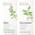 Gya Labs Basil and Eucalyptus Essential Oil Set Aromatherapy Grade Essential Oils Set 2X0.34 Fl Oz Gya Labs Gya Labs Basil and Eucalyptus Essential Oil Set Aromatherapy Grade Essential Oils Set 2X0.34 Fl Oz Gya Labs