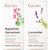 Gya Labs Egyptian Geranium Essential Oil For Skin and Lavender Essential Oil For Diffuser Set Aromatherapy Grade Essential Oils Set 2X0.34 Fl Oz Gya Labs Gya Labs Egyptian Geranium Essential Oil For Skin and Lavender Essential Oil For Diffuser Set Aromatherapy Grade Essential Oils Set 2X0.34 Fl Oz Gya Labs