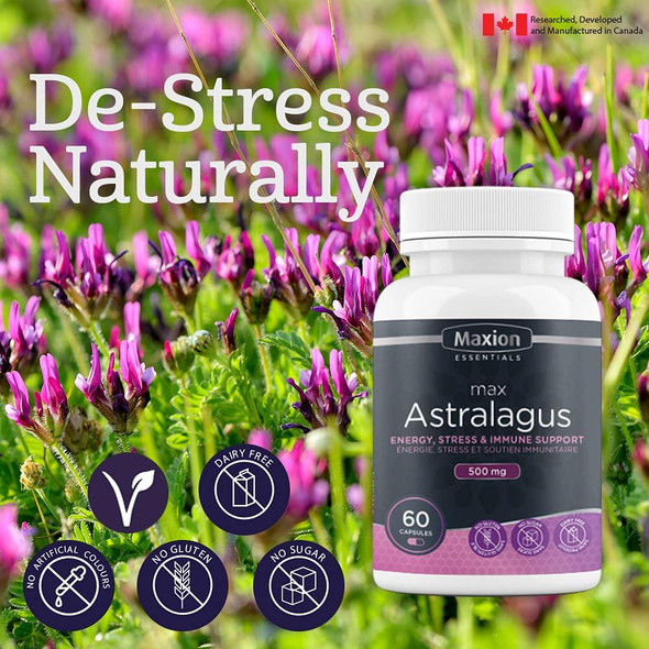 Maxion Astragalus 500mg to Help Increase Energy and Resistance to Stress, 60 Capsules