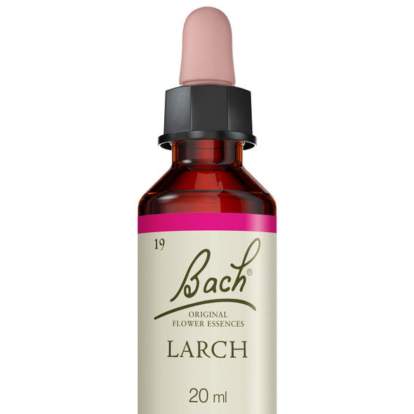 Larch ( Meleze )