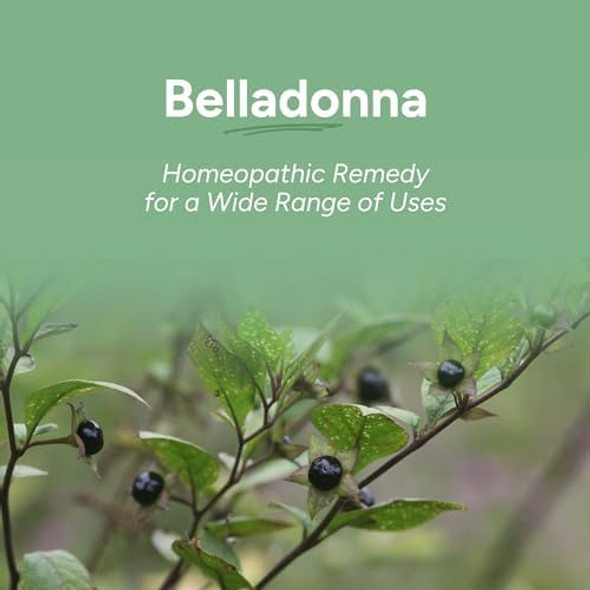 Ollois Belladonna 200Ck Organic, Lactose-, Kosher Homeopathic Medicine, 80 Pellets (Pack Of 3) Ollois Belladonna 200Ck Organic, Lactose-, Kosher Homeopathic Medicine, 80 Pellets (Pack Of 3)