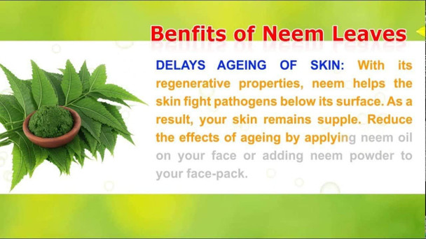 Neem Leaves Powder (Azadirachta indica) - 100 Grams by Malvaniya Herbal Care