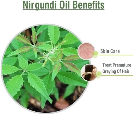 NIRGUNDI OIL 100% NATURAL PURE UNDILUTED UNCUT ESSENTIAL OIL 15ML by Salvia