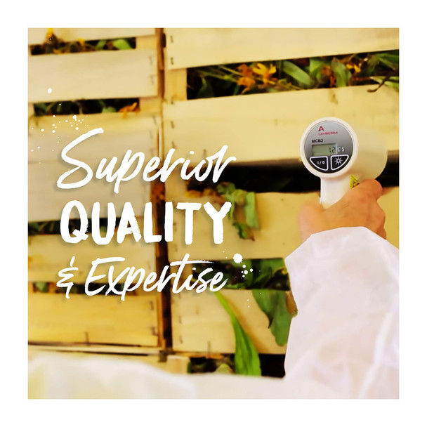 Boiron Ruta Graveolens 6c Homeopathic Medicine for Eye Strain - Pack of 3 (240 Pellets)