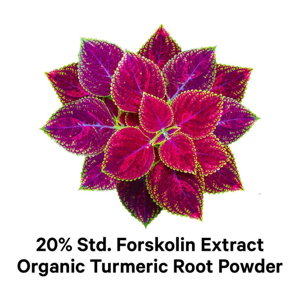 Codeage Forskolin, Pure Forskolin Coleus + Organic Turmeric Root Powder, 95% Curcuminoids + Bioperine Black  for Absorption - 20% Standardized Coleus Forskohlii, Non-GMO, 90 Capsules