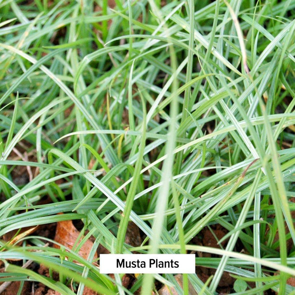 ‎Banyan Botanicals Musta Powder - Certified Organic, 1/2 Pound - Cyperus Rotundus - Supports Regular, Comfortable Menstruation And Promotes Healthy Digestion*