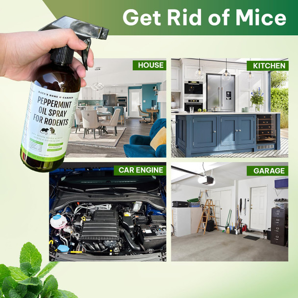 Kate Naturals Peppermint Oil Spray For Rodents Mouse Squirrels (16Oz Pet Safe). Rodent Repellent Outdoor For Car Engines Mice Rat Bat House Plants Pumpkins