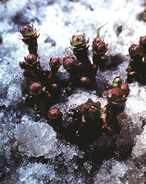 Dragon Herbs Diamond Mind Drops 2 Fl Oz