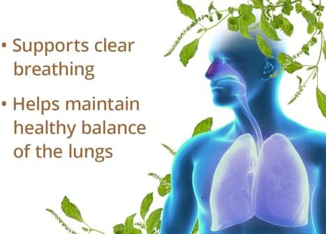 Dragon Herbs Perilla Clear Capsules 60 Capsules 500 Mg Each