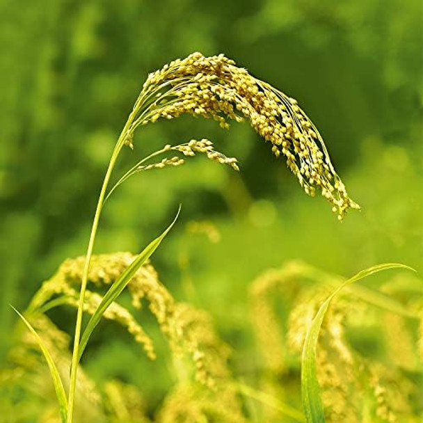 Weleda Millet Nourishing Shampoo 6.4 Ounce