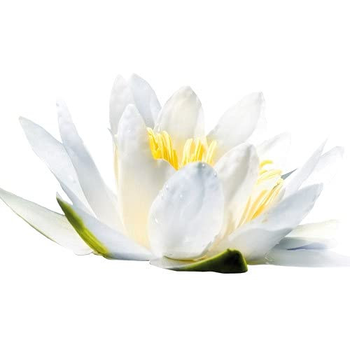 Cinq Mondes 7 Chinese Plants Ointment Of Youth For Normal To Combination Skin. 1.7Oz. Daily Moisturizer To Hydrate And Balance Oil
