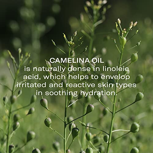 Odacite Odacit Anti Aging Serum Concentrate With Camelina + Chamomile For Sensitive Skin Glow - Lightweight And Hydrating Facial Oil For Redness Sensitivity & Irritation 0.17 Fl. Oz