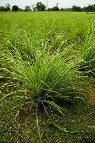 doTERRA Lemongrass Essential Oil