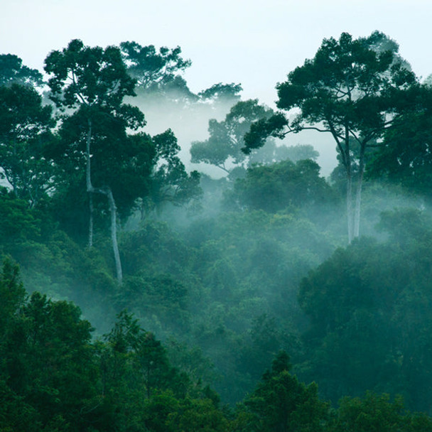 Chantecaille Kalimantan