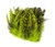 Strung 4-6 Inch Grizzly Variant Saddle Hackle
