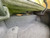2009-2014 Acura TL Dual / Single Subwoofer Box