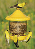 SONGBIRD ESSENTIALS - Clingers Only Bird Feeder - (yellow) (SE7011) 645194701106