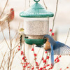 SONGBIRD ESSENTIALS - Clingers Only Bird Feeder - (Green) (SE7012) 645194070127