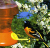 SONGBIRD ESSENTIALS - Fliteline Oriole Bird Feeder - 52 oz. (SEBCO243) 787839243005