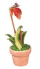 OakridgeStores.com | AZTEC - Paphiopedilum Orchid Pink - Dollhouse Miniature (G7425)