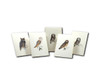 OakridgeStores.com | EARTH SKY + WATER - Sibley Owl Notecard Assortment (LEWERSNC158) 740620905360