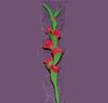 OakridgeStores.com | RAINDROP - Glads, Red, Per Stem - Dollhouse Miniature (58)