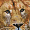 OakridgeStores.com | Diamond Dotz Diamond Embroidery Facet Art Kit 12"X12" - Serengeti Magic  (DD5076) 4895225915033
