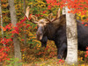 OakridgeStores.com | White Mountain - Autumn King (Moose) - 500 Piece Jigsaw Puzzle 1419PZ 724819261550