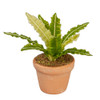OakridgeStores.com | Aztec - Potted Plant - 1" Scale Dollhouse Miniature Plant - G6334