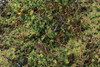 OakridgeStores.com | Creative Accents - CA - Forest Floor Textured Mat 6 x 11 inches - 1" Scale Dollhouse Miniature Landscaping - 4003 783970801166