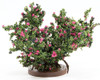 OakridgeStores.com | Carrudus - Rose Bush, Large, Hot Pink - 1" Scale Dollhouse Miniature Plant - BLHP 783970803252