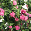 OakridgeStores.com | Carrudus - Rose Bush, Large, Hot Pink - 1" Scale Dollhouse Miniature Plant - BLHP 783970803252