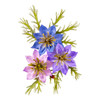 OakridgeStores.com | Spellbinders - Love-in-a-Mist - Etched Dies by Susan Tierney-Cockburn, Poet's Garden - S3-559 810176109236