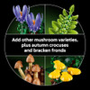 OakridgeStores.com | LEGO - Botanicals Woodland Mushrooms - Adult Building Set & Nature Decor for Ages 18+ - 11505 673419421973